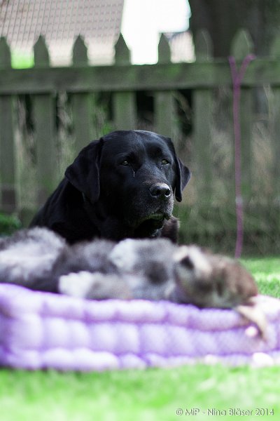 2014-07-03 Cherry-6961.jpg